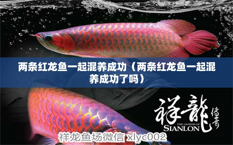 兩條紅龍魚一起混養(yǎng)成功（兩條紅龍魚一起混養(yǎng)成功了嗎）