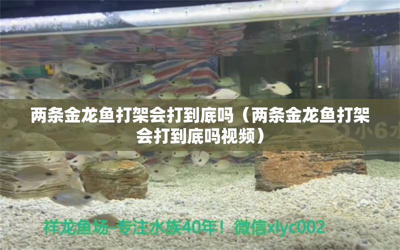 兩條金龍魚打架會(huì)打到底嗎（兩條金龍魚打架會(huì)打到底嗎視頻）