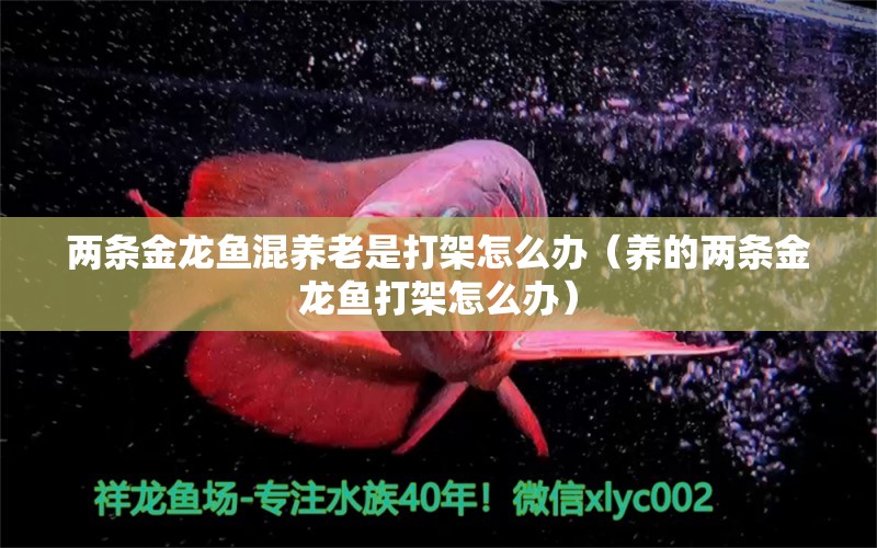 兩條金龍魚混養(yǎng)老是打架怎么辦（養(yǎng)的兩條金龍魚打架怎么辦）