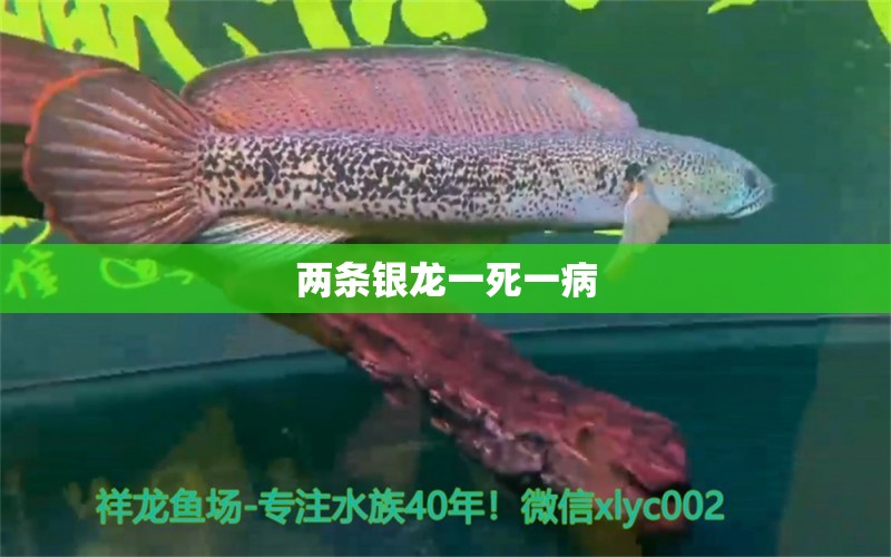 兩條銀龍一死一病 龍魚疾病與治療