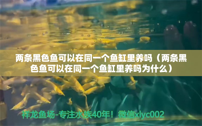 兩條黑色魚可以在同一個(gè)魚缸里養(yǎng)嗎（兩條黑色魚可以在同一個(gè)魚缸里養(yǎng)嗎為什么）