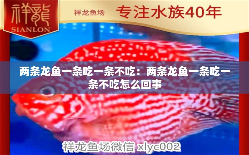 兩條龍魚一條吃一條不吃：兩條龍魚一條吃一條不吃怎么回事