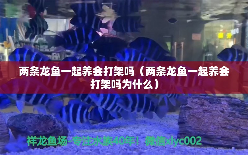 兩條龍魚一起養(yǎng)會打架嗎（兩條龍魚一起養(yǎng)會打架嗎為什么）