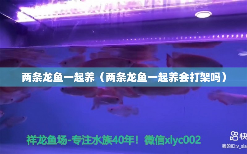 兩條龍魚一起養(yǎng)（兩條龍魚一起養(yǎng)會打架嗎） 龍魚疾病與治療