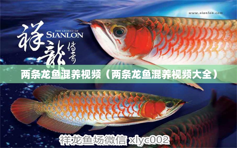 兩條龍魚混養(yǎng)視頻（兩條龍魚混養(yǎng)視頻大全）