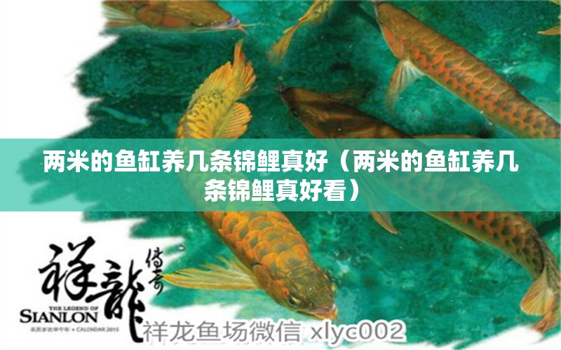 兩米的魚(yú)缸養(yǎng)幾條錦鯉真好（兩米的魚(yú)缸養(yǎng)幾條錦鯉真好看）