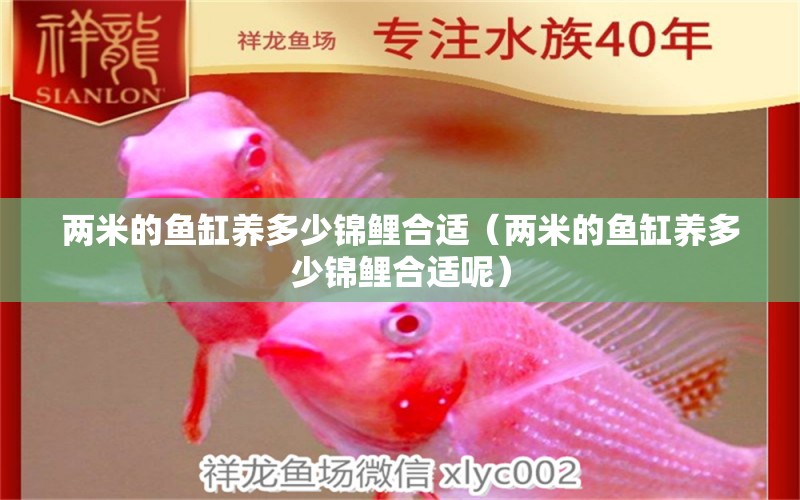 兩米的魚缸養(yǎng)多少錦鯉合適（兩米的魚缸養(yǎng)多少錦鯉合適呢） 其他品牌魚缸