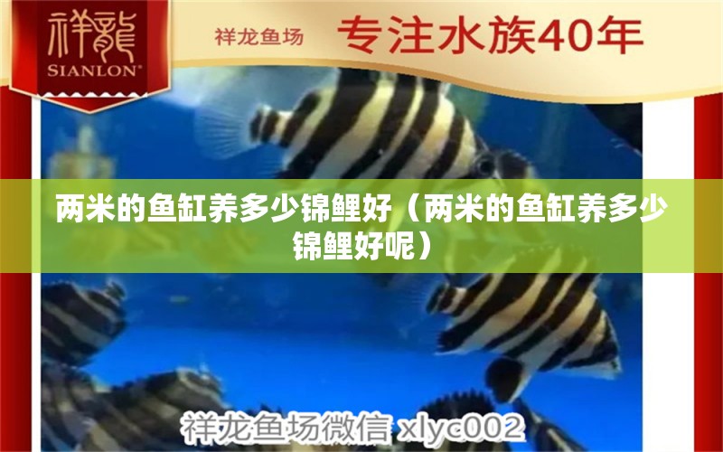 兩米的魚缸養(yǎng)多少錦鯉好（兩米的魚缸養(yǎng)多少錦鯉好呢）