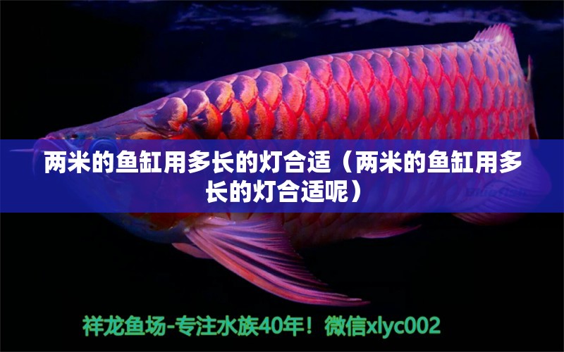 兩米的魚缸用多長的燈合適（兩米的魚缸用多長的燈合適呢）