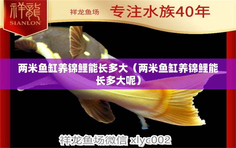 兩米魚缸養(yǎng)錦鯉能長多大（兩米魚缸養(yǎng)錦鯉能長多大呢）