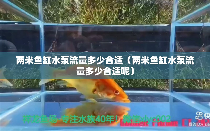 兩米魚缸水泵流量多少合適（兩米魚缸水泵流量多少合適呢）