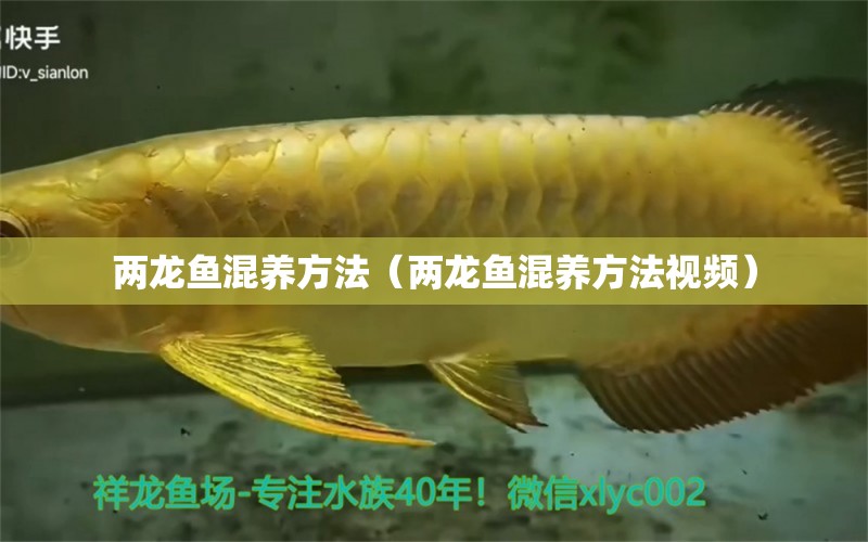 兩龍魚混養(yǎng)方法（兩龍魚混養(yǎng)方法視頻） 龍魚疾病與治療