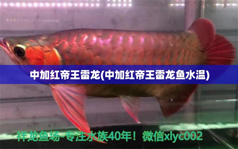 中加紅帝王雷龍(中加紅帝王雷龍魚水溫) 一眉道人魚