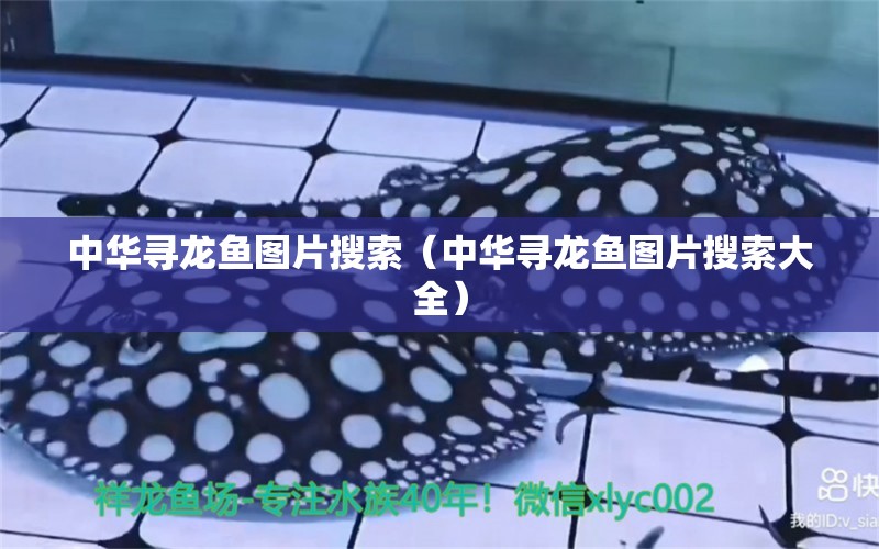 中華尋龍魚圖片搜索（中華尋龍魚圖片搜索大全） 祥龍水族醫(yī)院