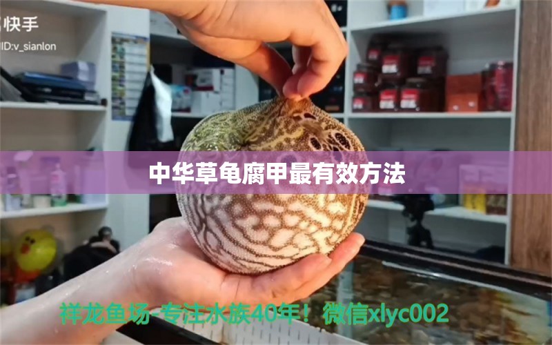 中華草龜腐甲最有效方法 賽級紅龍魚