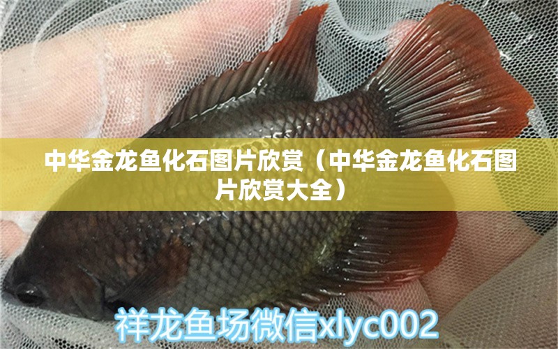 中華金龍魚化石圖片欣賞（中華金龍魚化石圖片欣賞大全） 觀賞魚市場(chǎng)（混養(yǎng)魚）