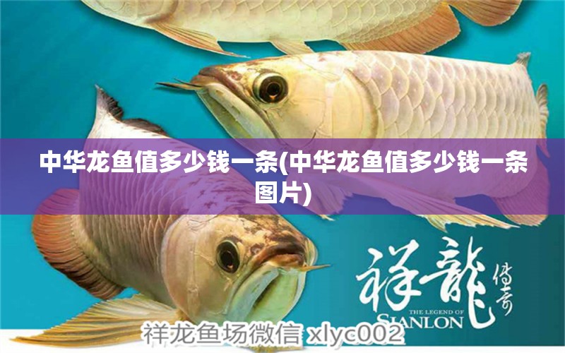 中華龍魚值多少錢一條(中華龍魚值多少錢一條圖片)