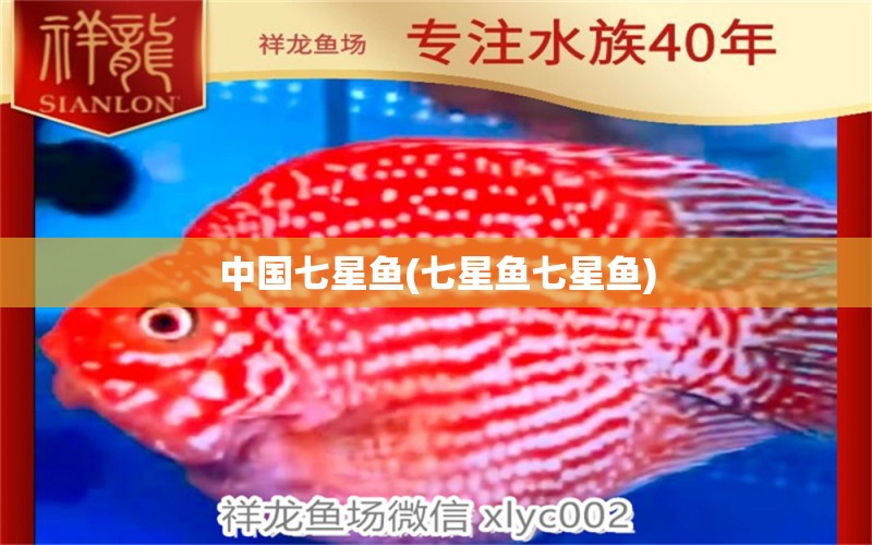 中國七星魚(七星魚七星魚) 白化火箭魚