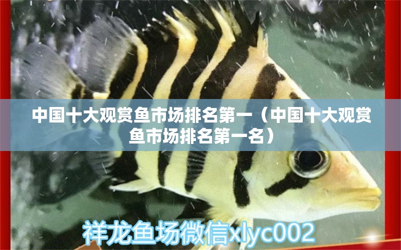 中國十大觀賞魚市場排名第一（中國十大觀賞魚市場排名第一名）