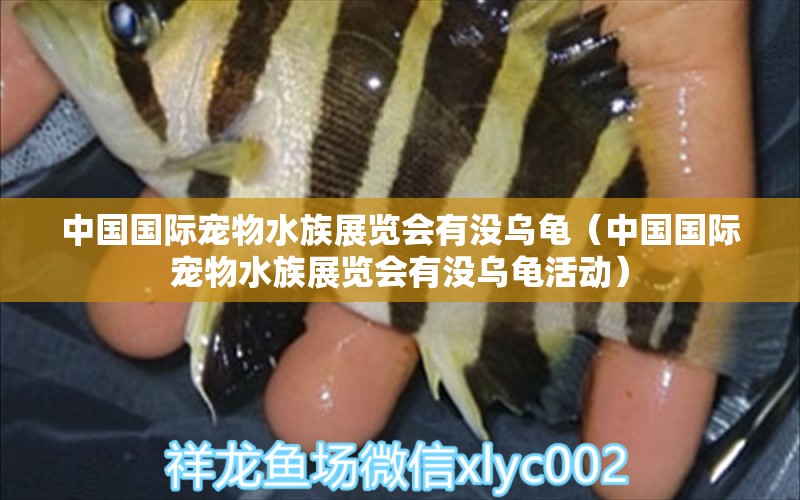 中國國際寵物水族展覽會有沒烏龜（中國國際寵物水族展覽會有沒烏龜活動）