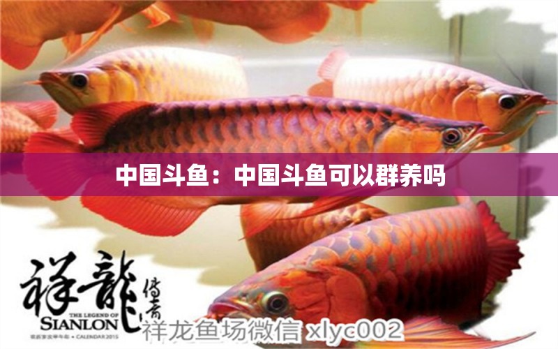 中國斗魚：中國斗魚可以群養(yǎng)嗎