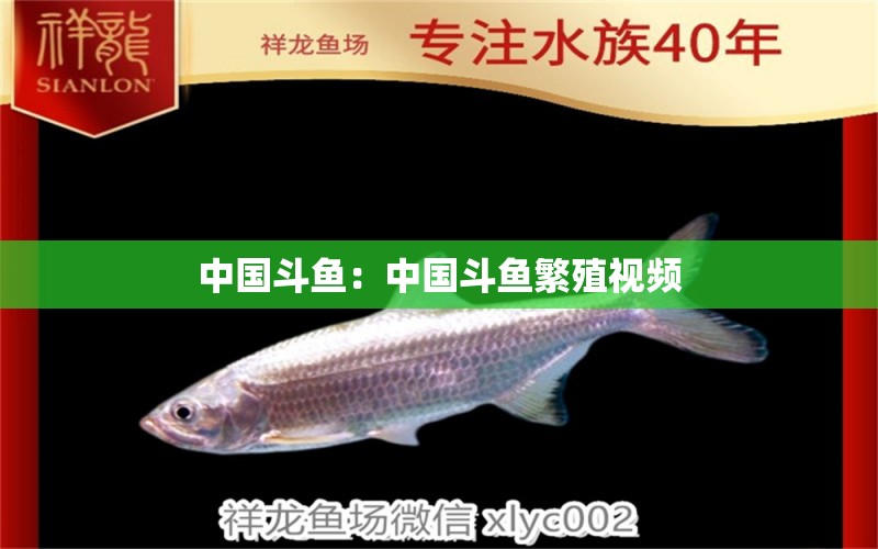 中國斗魚：中國斗魚繁殖視頻