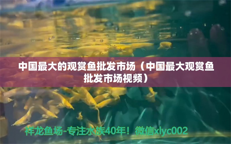 中國最大的觀賞魚批發(fā)市場（中國最大觀賞魚批發(fā)市場視頻）