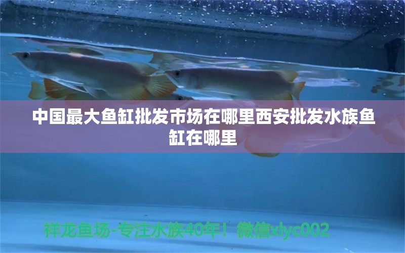 中國最大魚缸批發(fā)市場在哪里西安批發(fā)水族魚缸在哪里 養(yǎng)魚知識 第2張