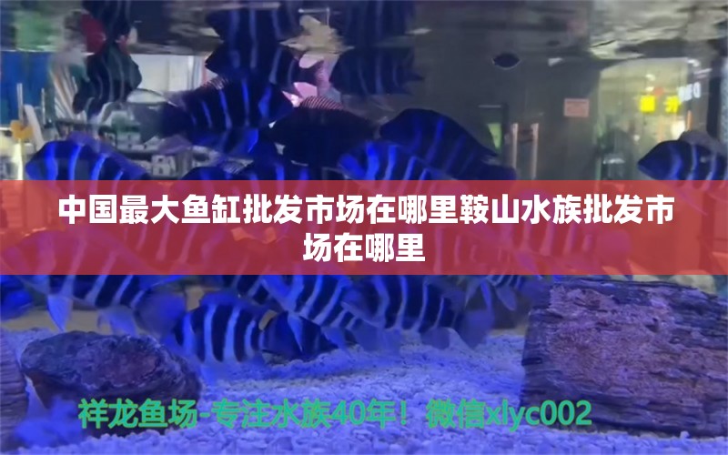 中國最大魚缸批發(fā)市場在哪里鞍山水族批發(fā)市場在哪里 觀賞魚水族批發(fā)市場