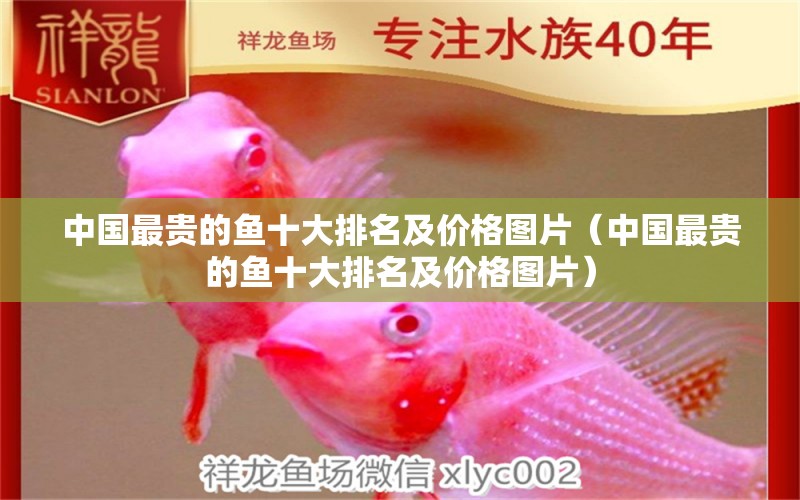 中國(guó)最貴的魚十大排名及價(jià)格圖片（中國(guó)最貴的魚十大排名及價(jià)格圖片） 紅龍魚魚糧飼料