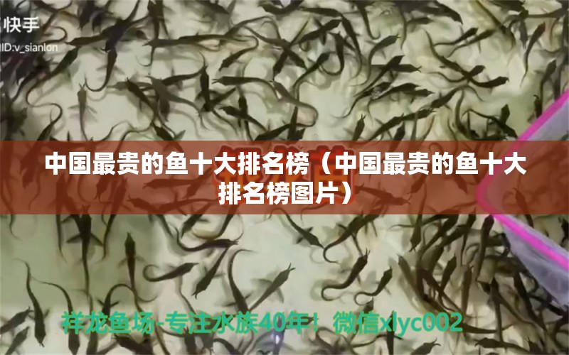 中國最貴的魚十大排名榜（中國最貴的魚十大排名榜圖片）