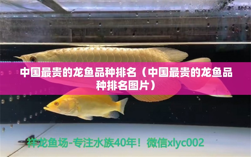 中國最貴的龍魚品種排名（中國最貴的龍魚品種排名圖片） 黃金斑馬魚