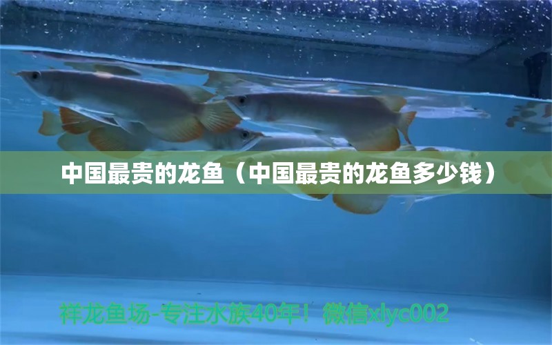 中國最貴的龍魚（中國最貴的龍魚多少錢）