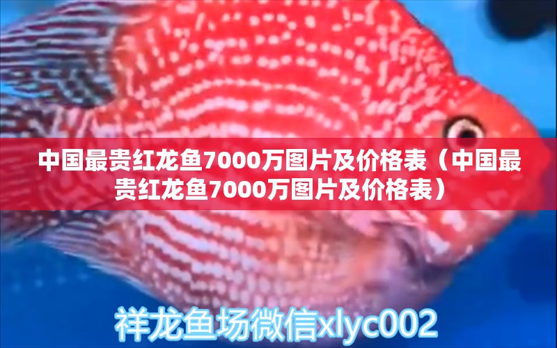 中國最貴紅龍魚7000萬圖片及價格表（中國最貴紅龍魚7000萬圖片及價格表） 印尼紅龍魚