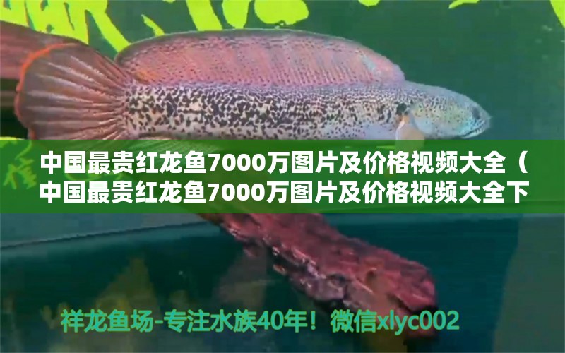 中國最貴紅龍魚7000萬圖片及價格視頻大全（中國最貴紅龍魚7000萬圖片及價格視頻大全下載） 印尼紅龍魚