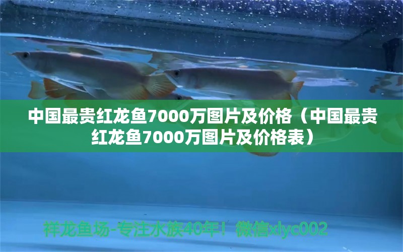 中國(guó)最貴紅龍魚7000萬(wàn)圖片及價(jià)格（中國(guó)最貴紅龍魚7000萬(wàn)圖片及價(jià)格表）