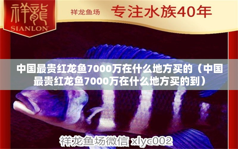 中國最貴紅龍魚7000萬在什么地方買的（中國最貴紅龍魚7000萬在什么地方買的到）