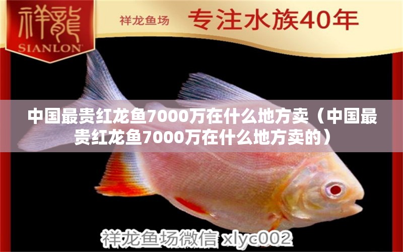 中國最貴紅龍魚7000萬在什么地方賣（中國最貴紅龍魚7000萬在什么地方賣的） 紅龍魚魚糧飼料