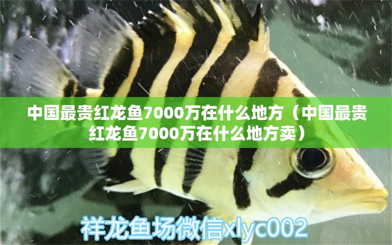 中國(guó)最貴紅龍魚7000萬(wàn)在什么地方（中國(guó)最貴紅龍魚7000萬(wàn)在什么地方賣）