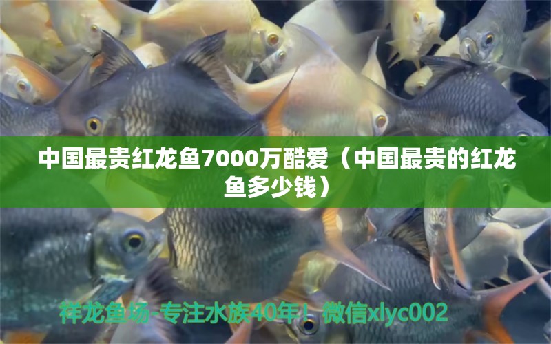 中國(guó)最貴紅龍魚7000萬(wàn)酷愛（中國(guó)最貴的紅龍魚多少錢）