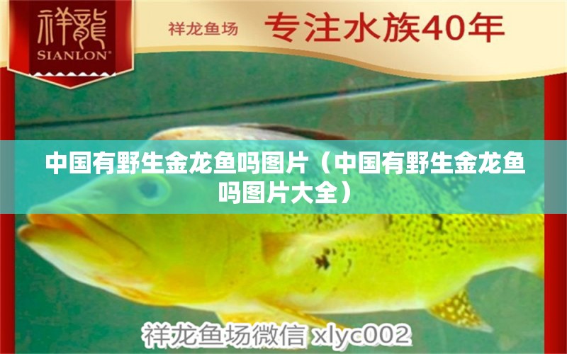 中國有野生金龍魚嗎圖片（中國有野生金龍魚嗎圖片大全） 觀賞魚市場（混養(yǎng)魚）