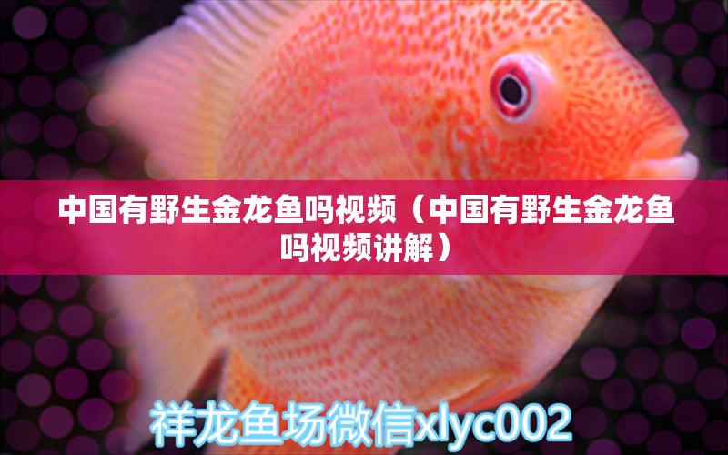 中國有野生金龍魚嗎視頻（中國有野生金龍魚嗎視頻講解） 祥龍水族醫(yī)院