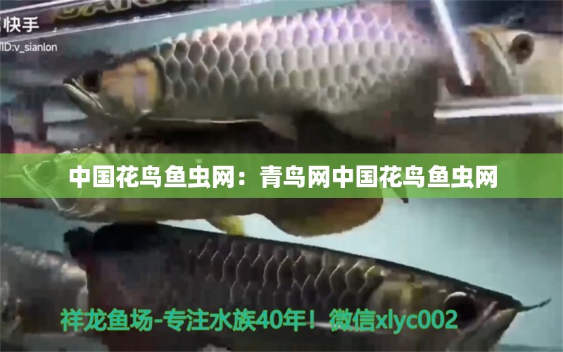 中國花鳥魚蟲網：青鳥網中國花鳥魚蟲網