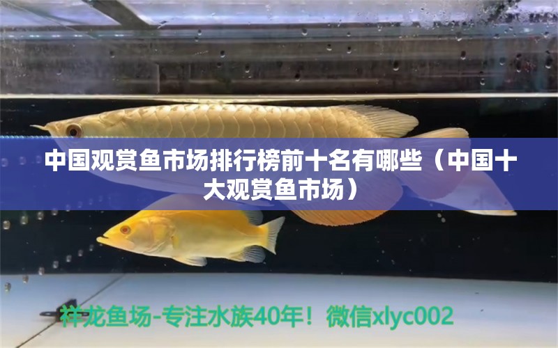 中國觀賞魚市場排行榜前十名有哪些（中國十大觀賞魚市場）