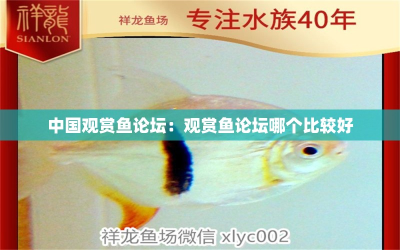 中國觀賞魚論壇：觀賞魚論壇哪個比較好