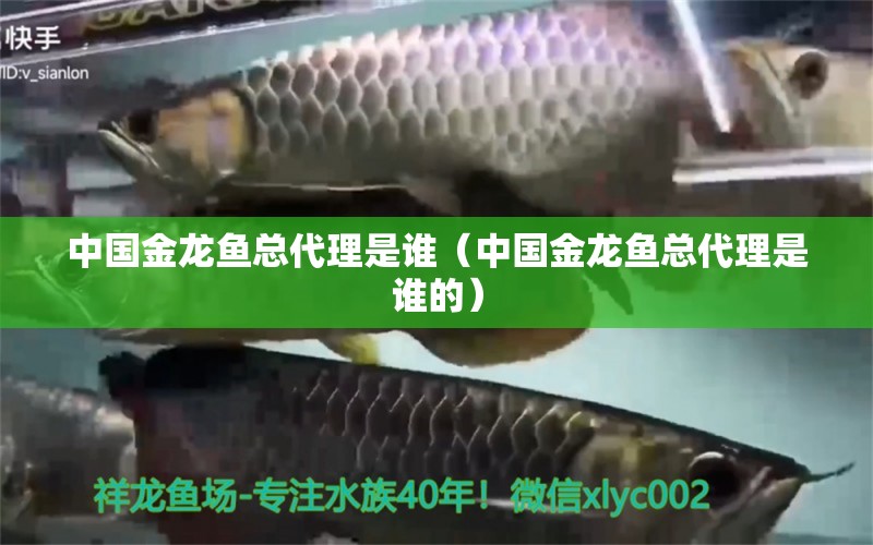 中國金龍魚總代理是誰（中國金龍魚總代理是誰的）