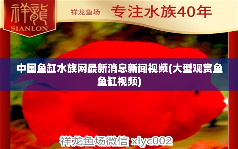 中國魚缸水族網(wǎng)最新消息新聞視頻(大型觀賞魚魚缸視頻) 錦鯉池魚池建設(shè)