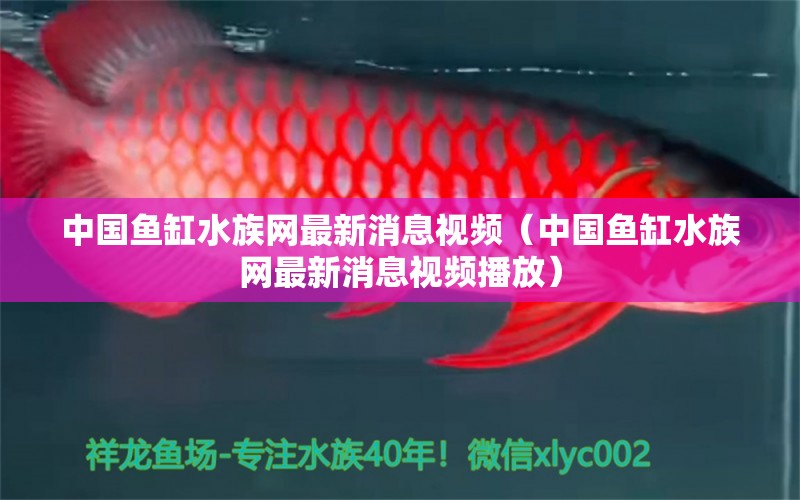 中國(guó)魚(yú)缸水族網(wǎng)最新消息視頻（中國(guó)魚(yú)缸水族網(wǎng)最新消息視頻播放）