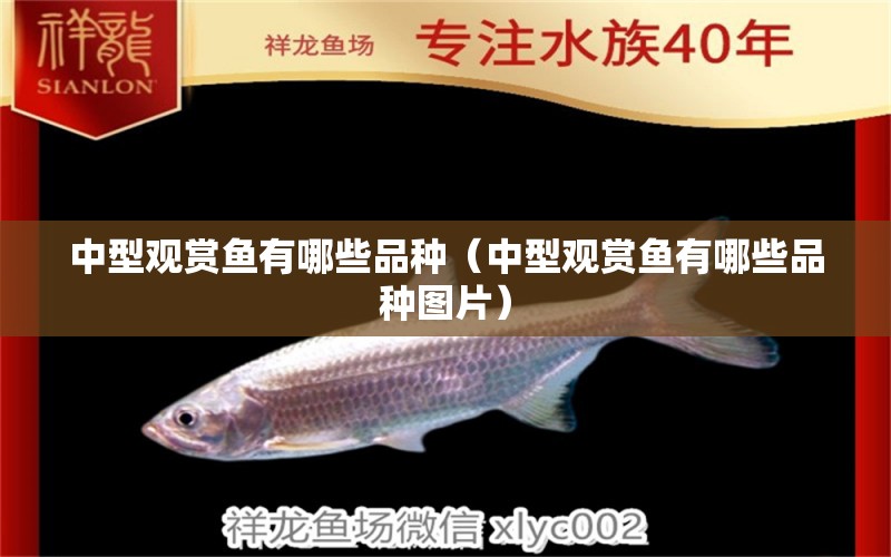 中型觀賞魚有哪些品種（中型觀賞魚有哪些品種圖片） 和尚魚