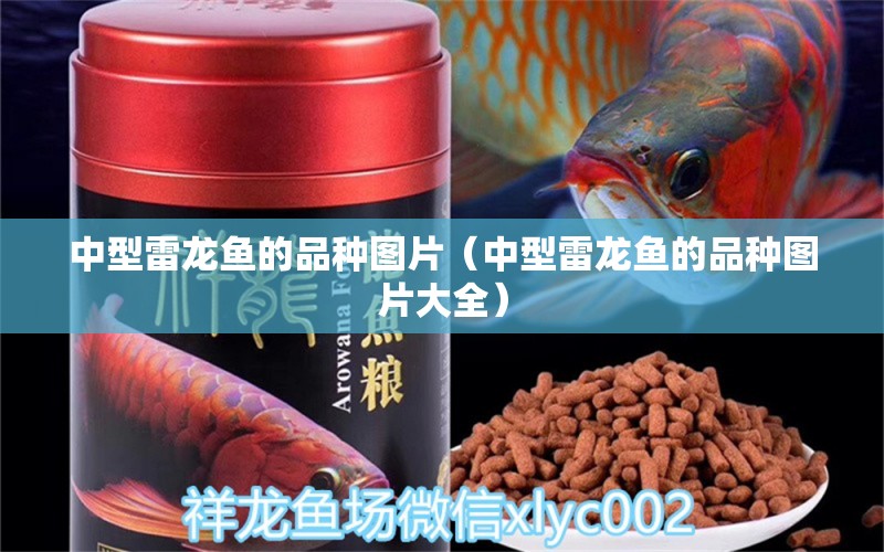 中型雷龍魚(yú)的品種圖片（中型雷龍魚(yú)的品種圖片大全）